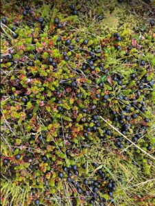 Hússtjórnarskólinn í Reykjavík